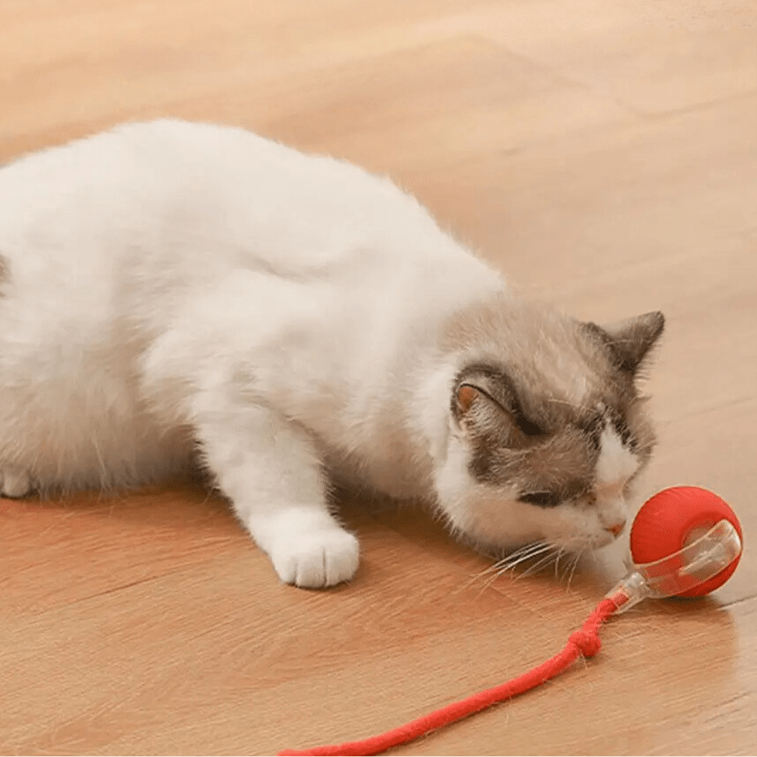ChaseBall Interactive Chase Toy for Dogs and Cats - LED, USB