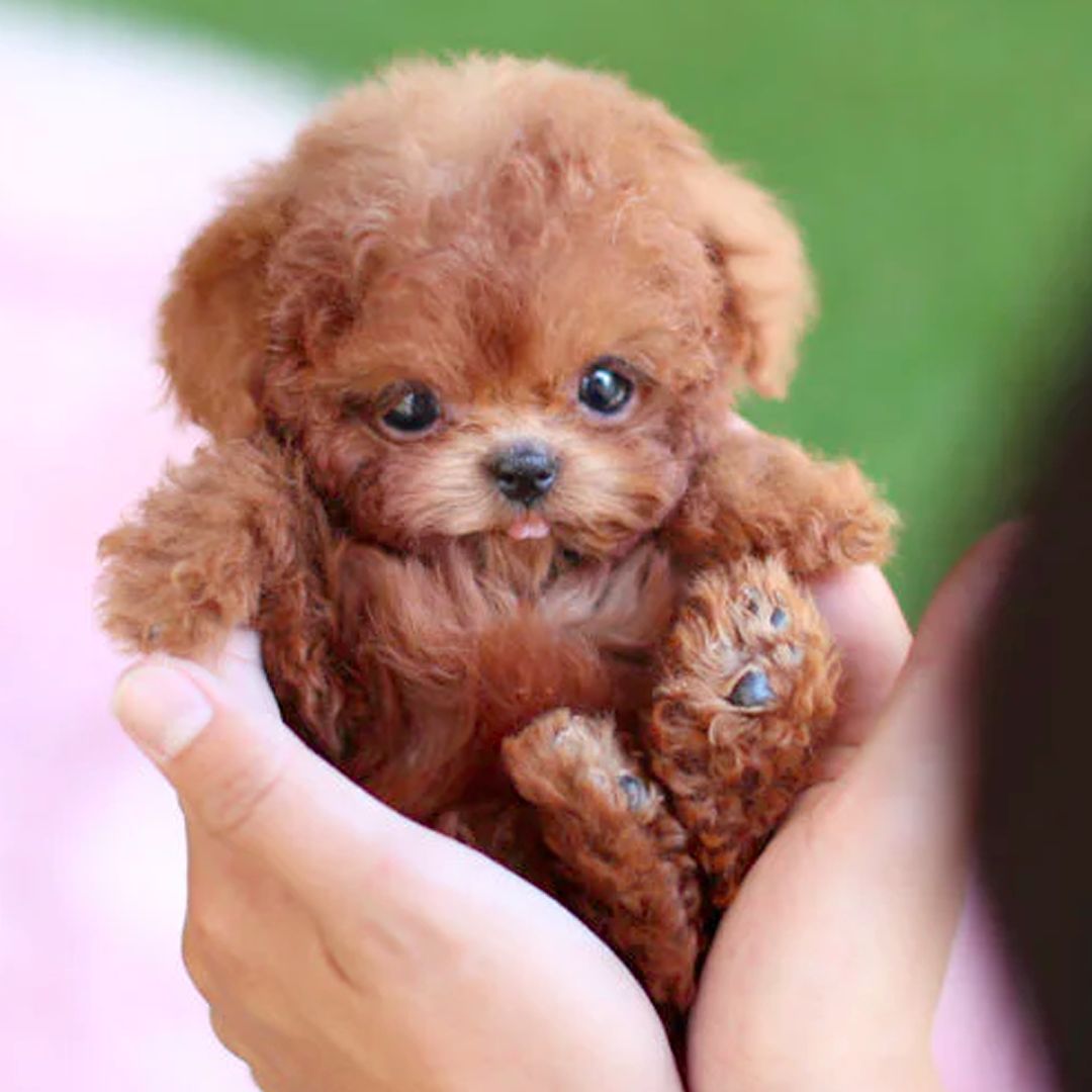 Interactive Robot Puppy for Kids – Lifelike Companion